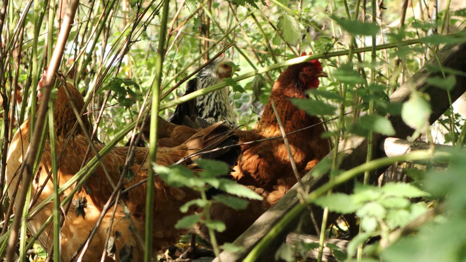 WhatsApp Image 2021-11-09 at 14.00.08.jpeg